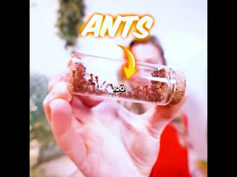 100 Ants VS 100 Ants (Cr:@AquariumInfo)