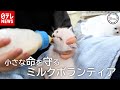 生後間もない“子猫”守る「ミルクボランティア」　『the SOCIAL』傑作選（2020年1月15日放送より）