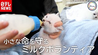 生後間もない“子猫”守る「ミルクボランティア」　『the SOCIAL』傑作選（2020年1月15日放送より）