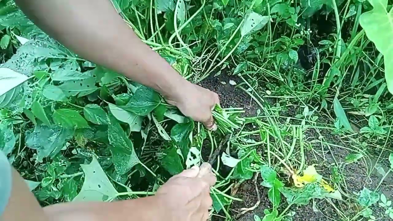 Cara merawat ubi jalar 