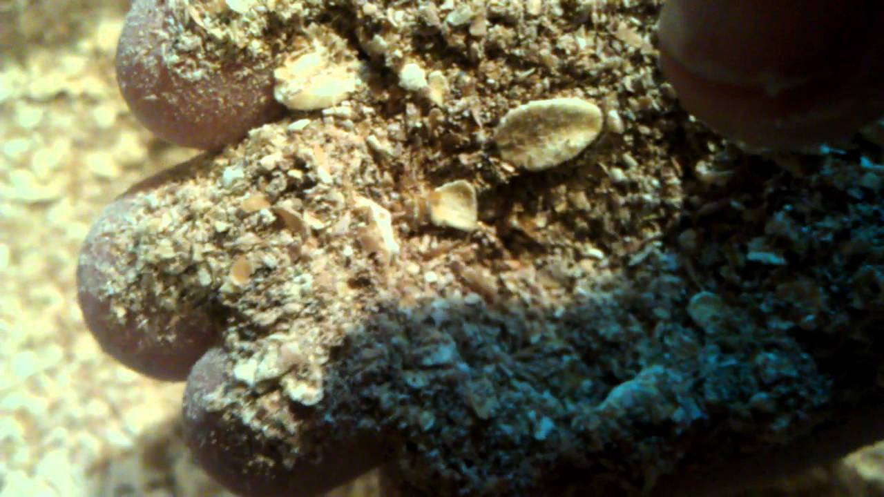 Baby mealworms YouTube