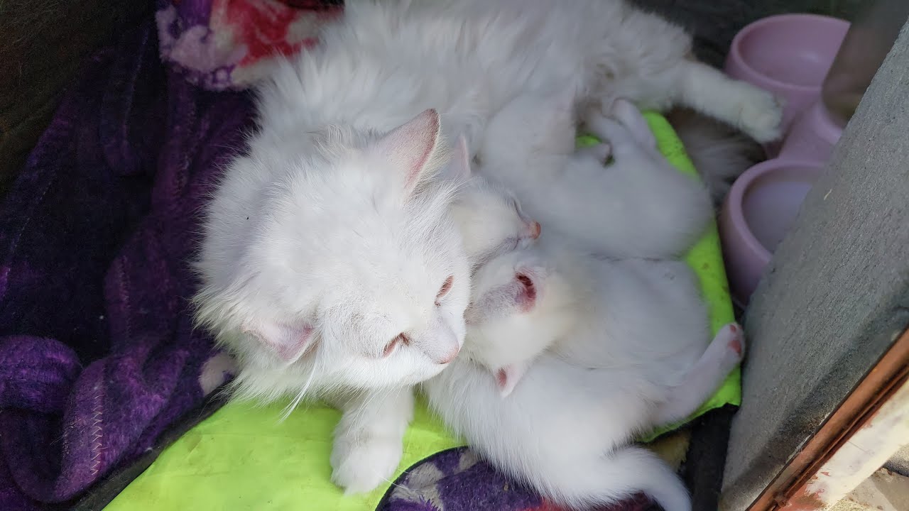 kittens are restless by mama's behaviour