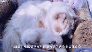 小奶猫啥时候断奶