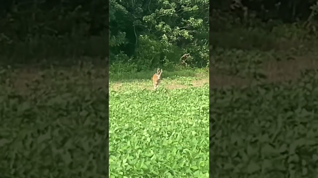 One messed up deer!! 