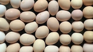 Как заказать яйца в Генофонде 🥚🥚🥚