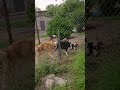 brown Siberian Husky barking