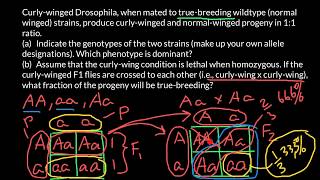 How to solve problems with Drosophila crossings