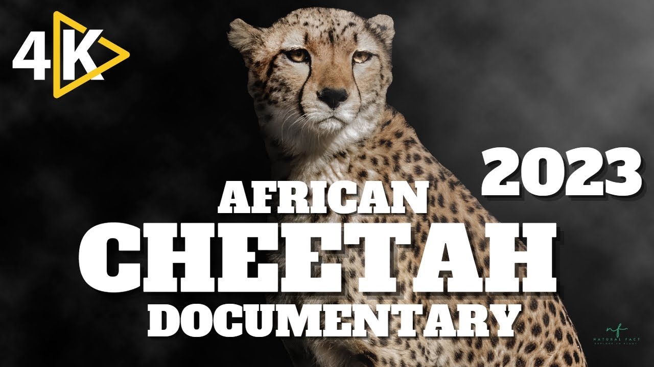 Cheetah : Born To Run 🐆 | African Cheetah Documentary - YouTube