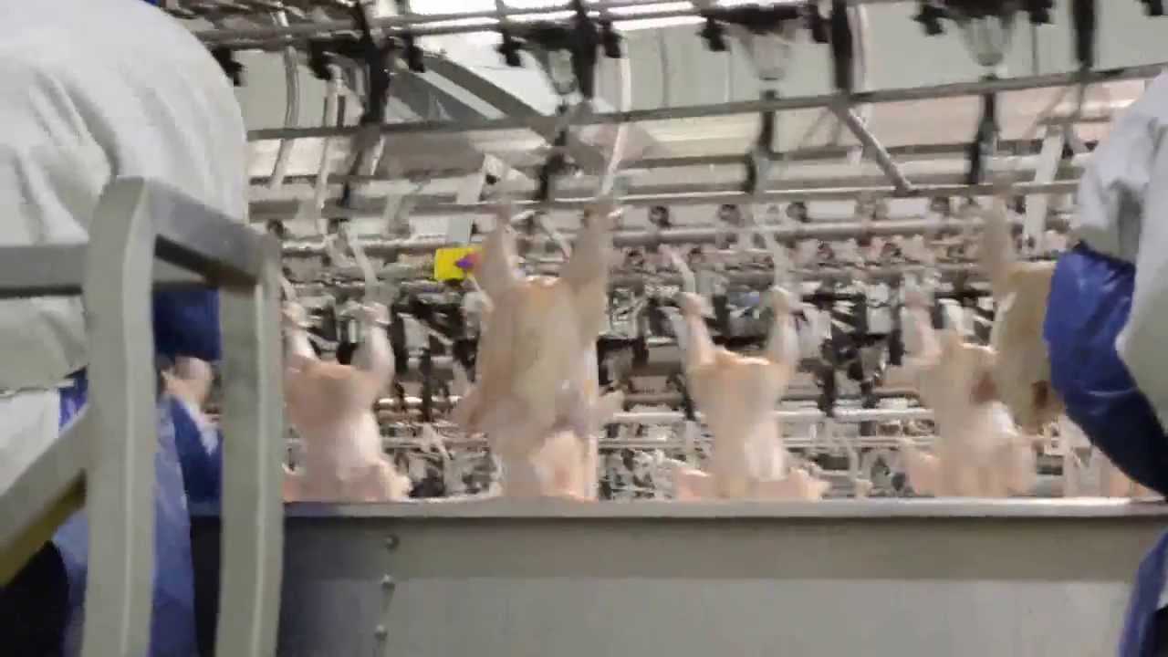 Crescent Foods Halal Chicken at Processing Plant