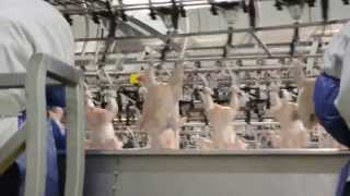 Crescent Foods Halal Chicken at Processing Plant