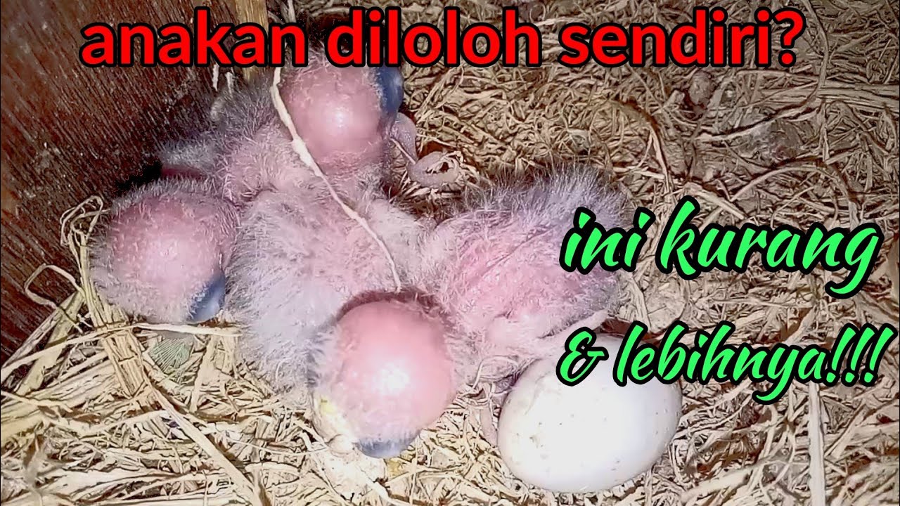 Kelebihan dan kekurangan jika anakan lovebird diloloh sendiri || ternak