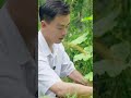 Careful Fruit Harvesting #shorts #farming #harvest