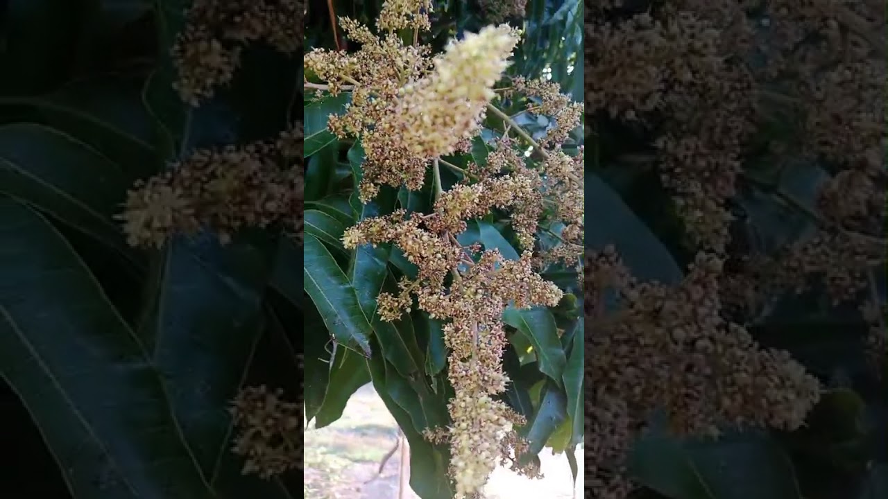 อวดต้นมะม่วงอกร่องจ้าออกลูกปีแรกดีใจสุดๆจ้า