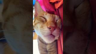 ‎#tomy #amanesido!! animo mi gente #cat #catsleeping #ytshorts