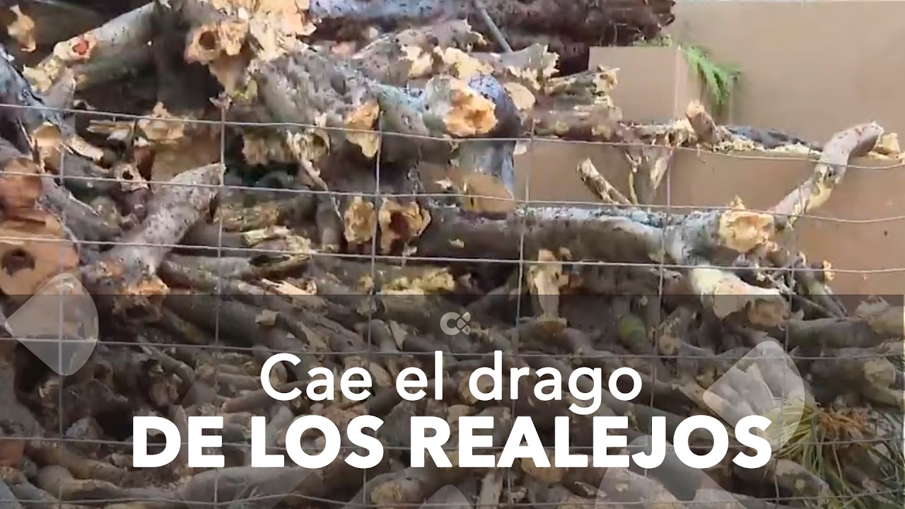 Cae el drago de Los Realejos, símbolo de identidad del municipio
