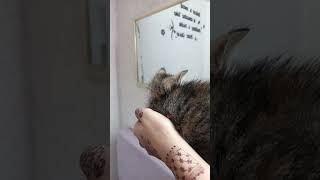 Bili ka ghar pey rehna #kitten#bilikaghar@FeedingStreetCats@KittenLady@Cat@avamax