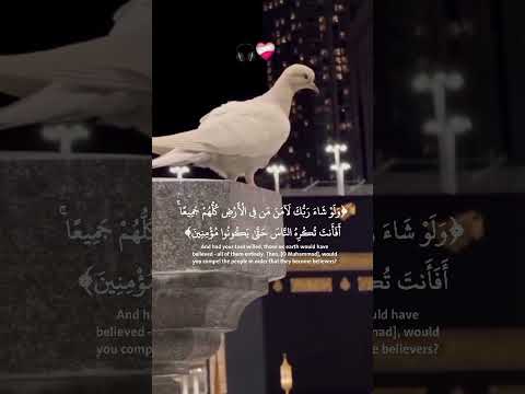 ولو شاء ربك لامن من فى الارض جميعا القارى عبدالرحمن مسعد سورة يونس رحيق الايمان Quran راحة نفسية