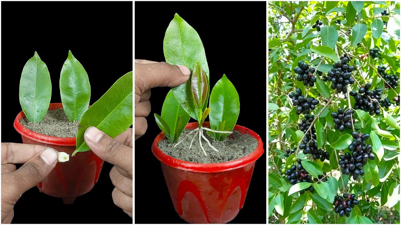 Leaf to plant | How to grow java plum plant at home from leaf
