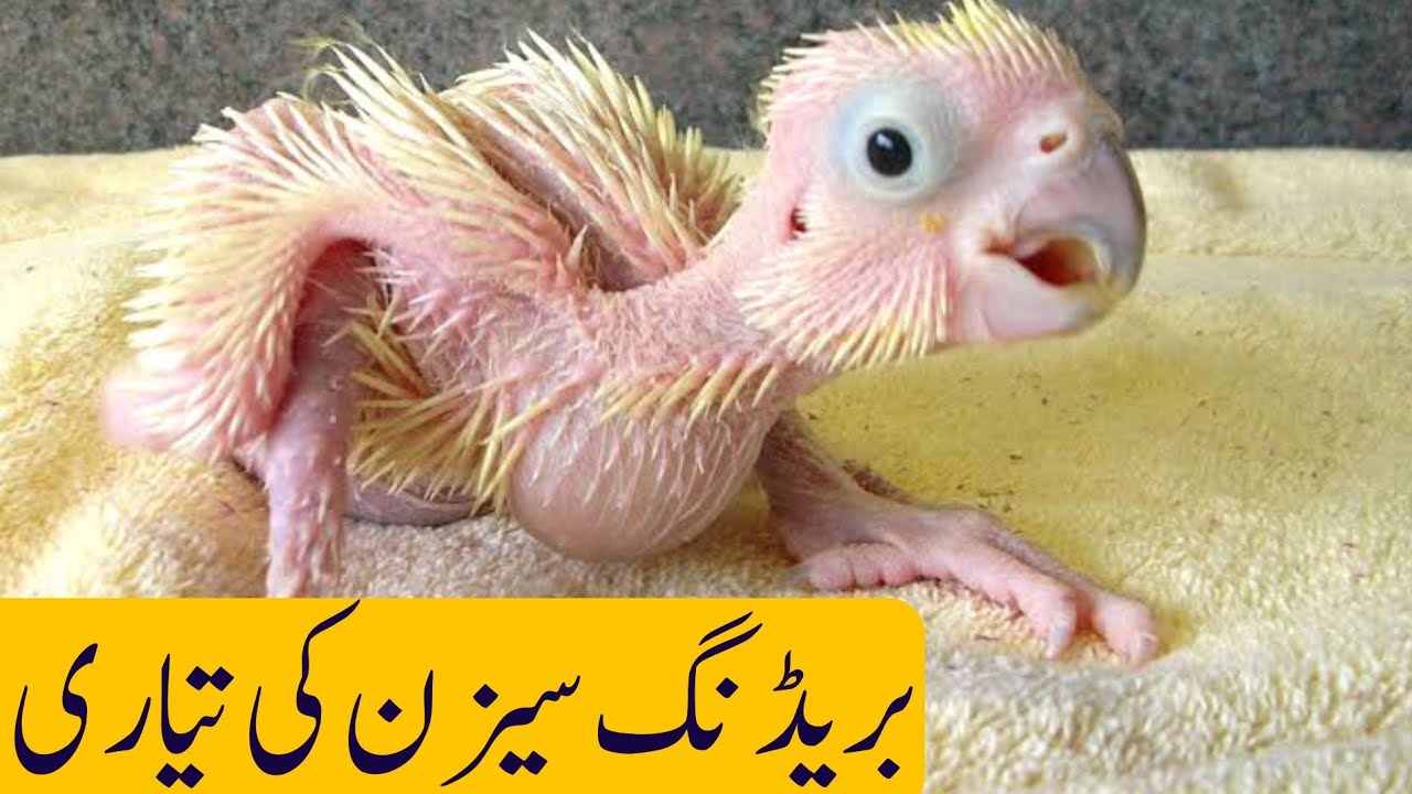 How to Get fast Breeding/ Cockatiel,Budgies,Love birds Breeding Tips/Ub bachay itny Sambaly na Jayen