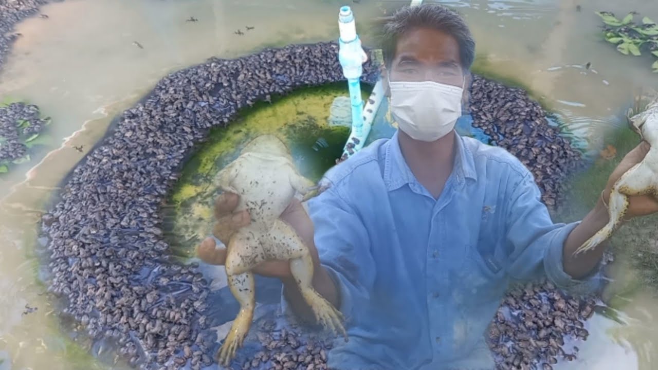 เลี้ยงกบลดต้นทุนโดยไม่ใช้หัวอาหาร มาบอกวิธีแล้วววววว!!!!