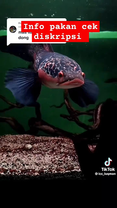 red Barito full bunga 🔥‼️siap kontes ‼️#chanaindonesia #shorts