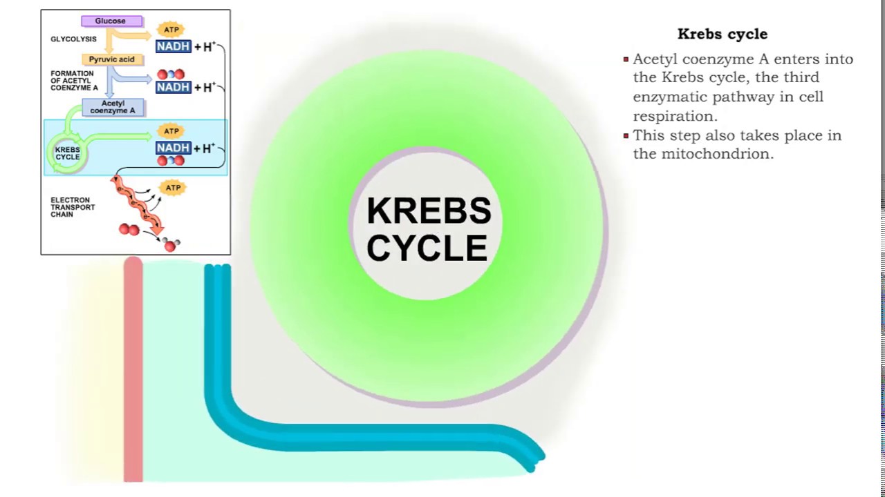 Krebs Cycle Formation Of Acetyl Coenzyme A And Electron