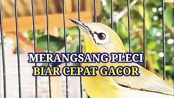 M3R4NG54NG 3M051 PL3C1 B14R C3P4T 64C0R, Terapi Otak Pancingan Pleci