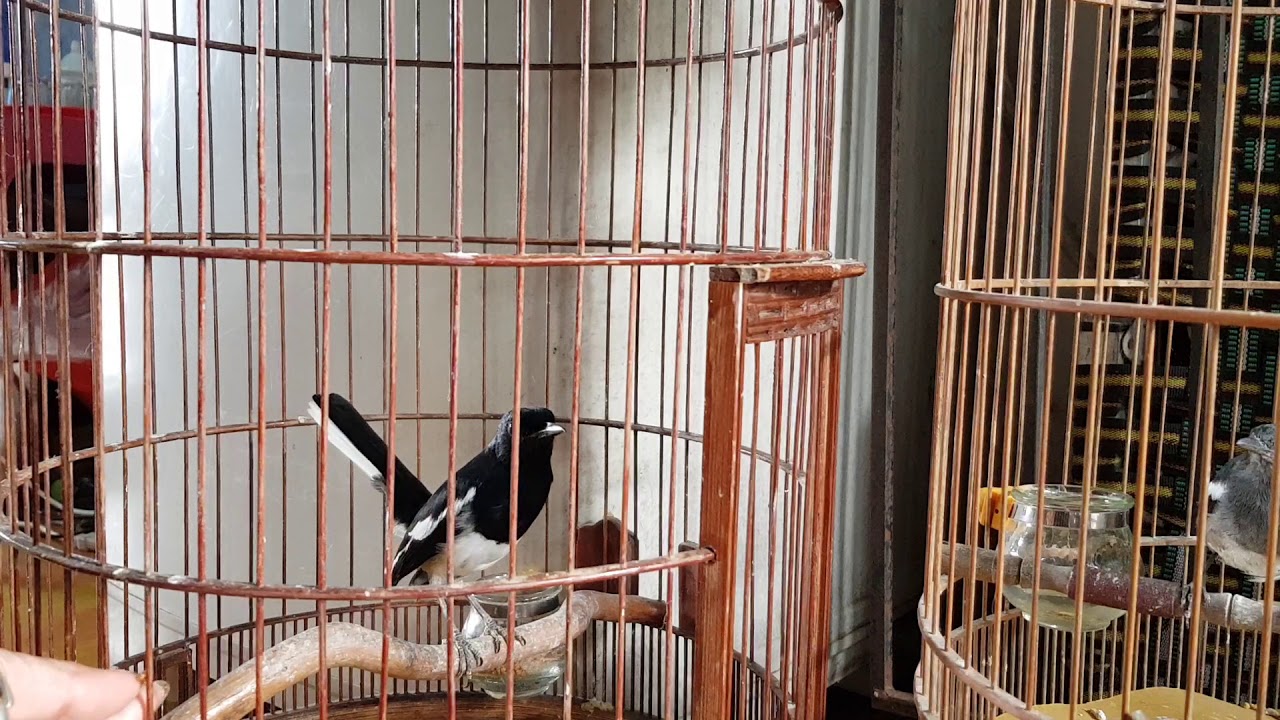 Tìm hiểu nguyên nhân tại sao chòe không lên lửa và cách chăm lửa cho chòe than hiệu quả