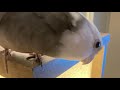 kidnap birb