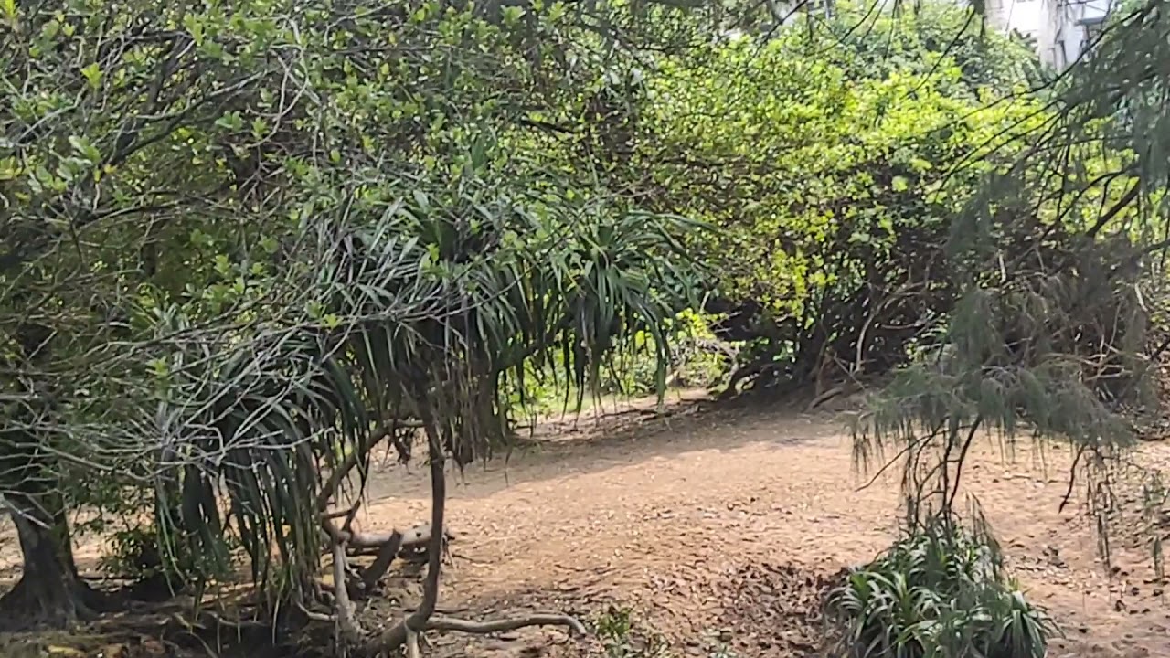 ikan liar  yg hidup perbatasan air laut dan air tawar.