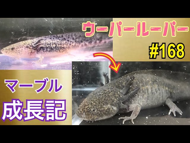 ウーパールーパー 168 マーブル成長記axolotl Breeding Video - YouTube