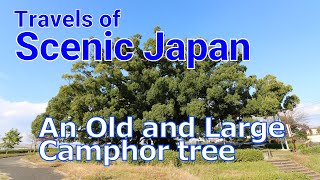 017 An Old And Large Camphor Treetravels Of Scenic Japan Tabiator