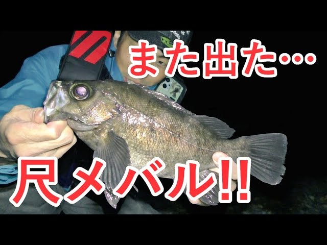 Monster Rockfish] Went to my usual rocky shore, and a monster