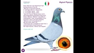 IT-54752-25 - โMARK 752โ - ABC LOFT - DIGITAL PIGEONS AUCTION