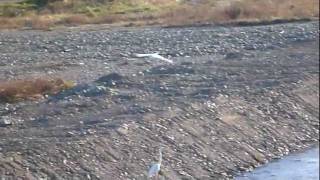 20120105サギの飛翔.MPG