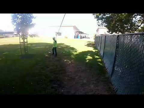 Palm tree removal