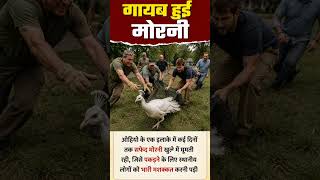 मोरनी हुई गायब । #shortvideo #shorts #reels #funny #viral #comedy #bard