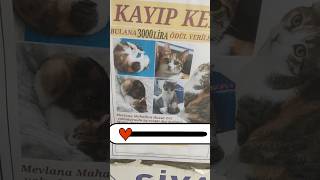 Kayıp Kedi Mutlu
