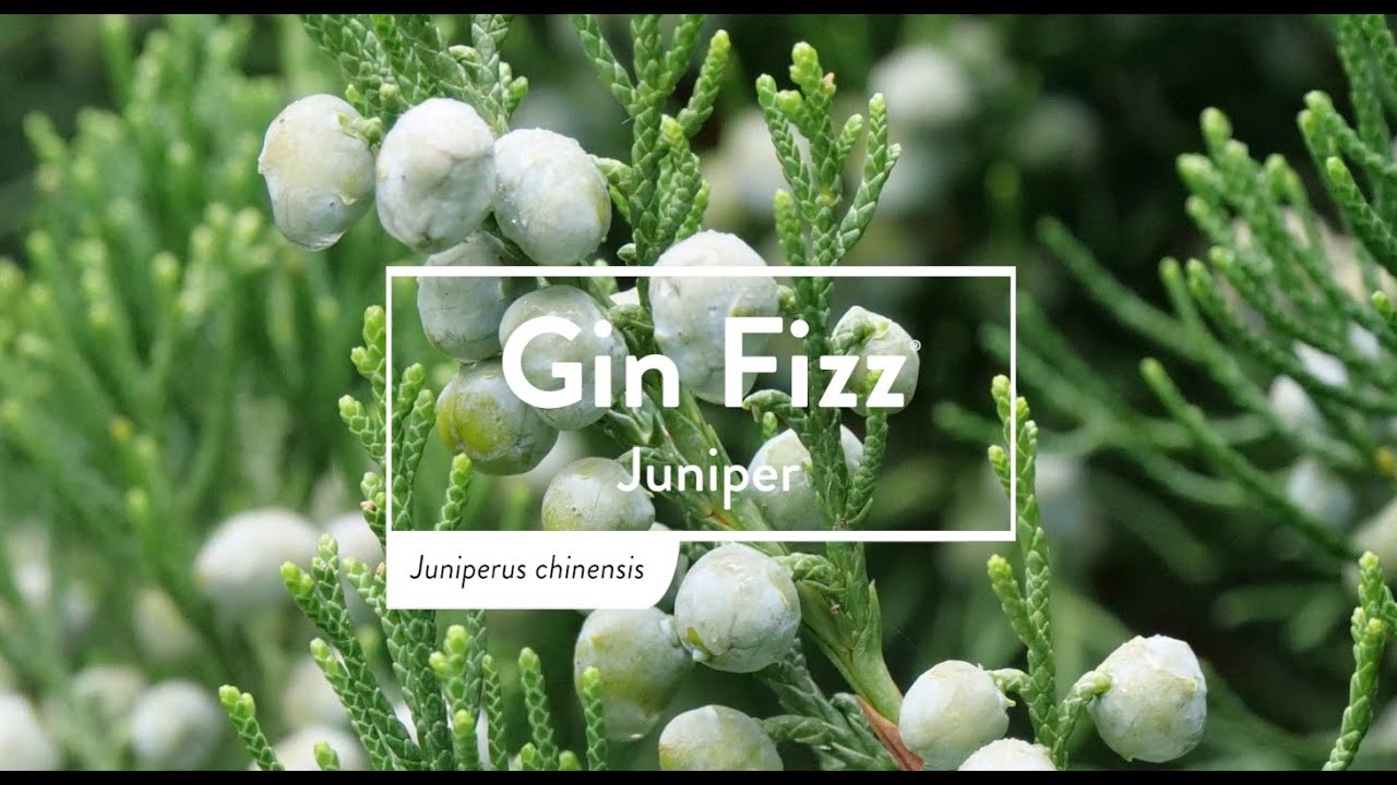 30 Seconds with Gin Fizz®