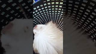 ella foryou foryoupage ecopark