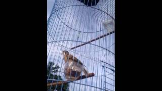Download lagu BT lokal luky BT lokal luky