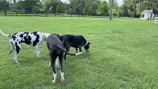 Funny Florida Great Danes Offer The Most Welcoming Hello Sniff Greeting