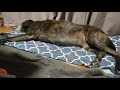 犬Ⅱ 237