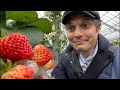 Japanese Strawberry Farm Experience - Why So Sweet?