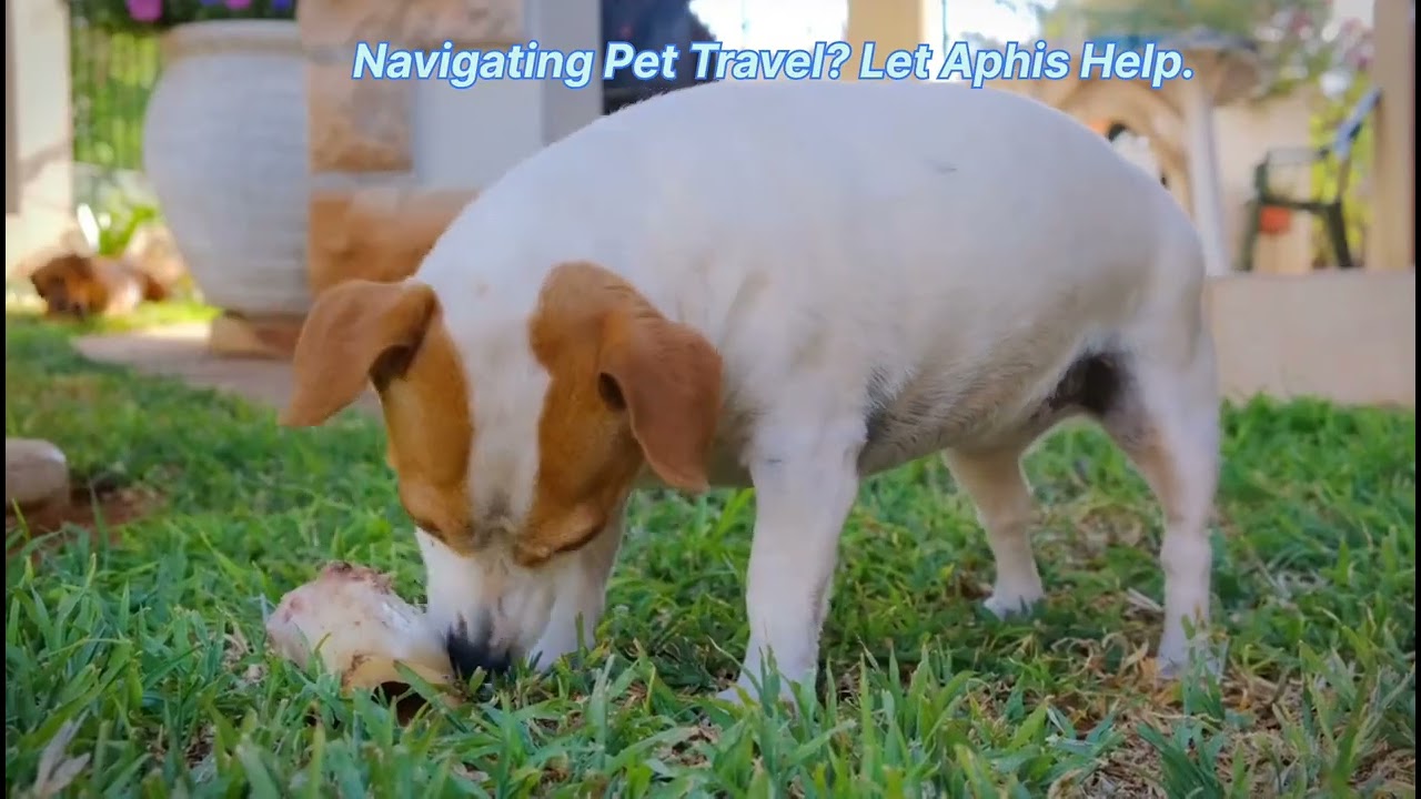 travel,pet travel,international pet travel,in-cabin pet travel,pet travel advice