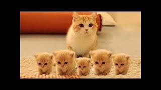 Cute Pets And Funny Animals Compilation 108  Pets Garden 480p