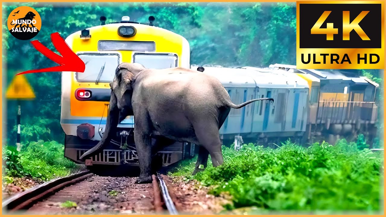 Tragic & Shocking! 45 Animal Train & Car Crashes You Won’t Believe Were Real | Animal Crashes #89