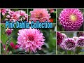 21 pink dahlia varieties with beautiful blooms