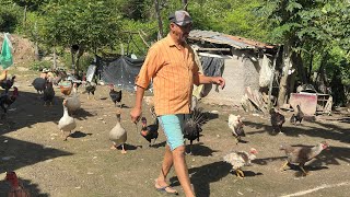 Uma linda  e diversificada criação de galinhas caipira / CANHOTINHO / PE