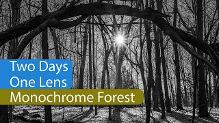 Two Days, One Lens Monochrome Forest Walk